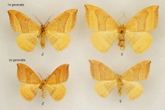 beukeneenstaart, Watsonalla cultraria, museum.jpg